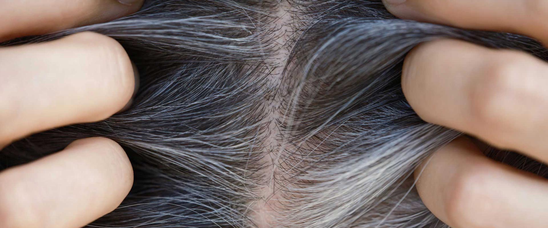 Finger teilen dunkles Haar und zeigen graue Haaransätze sowie die helle Kopfhaut.